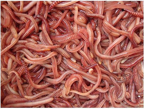 Dendrobaena Worms